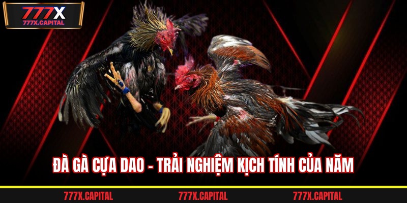 Đá gà cựa dao